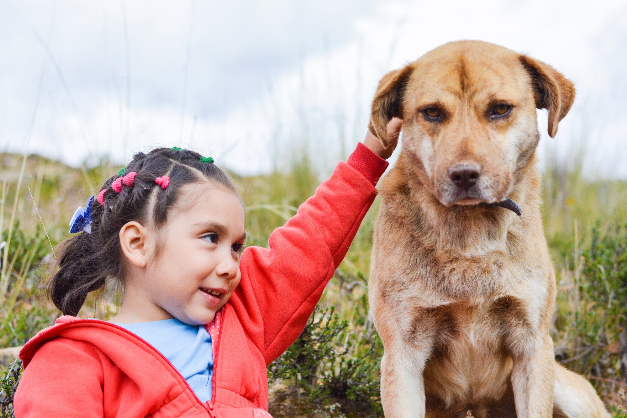 5 Important Things To Remember Before Allowing Pets in a Community